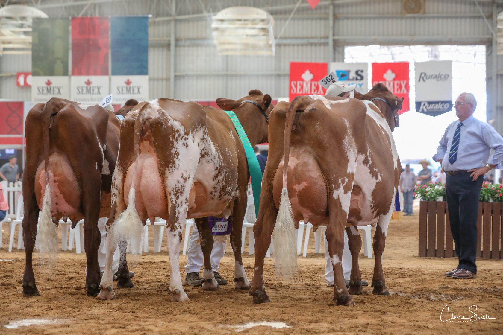 IDW 19 Champion Cow lineup