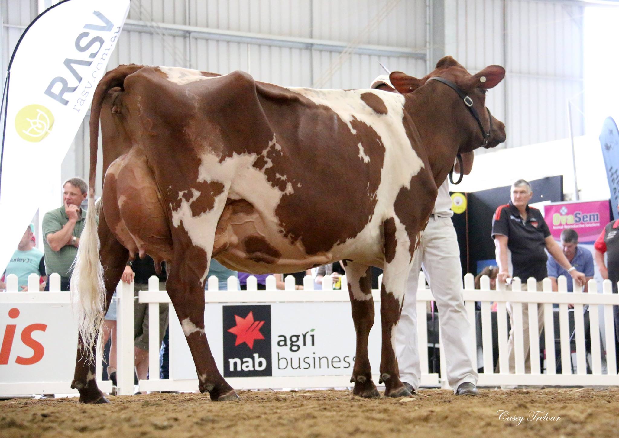 IDW 2015 CHAMP COW