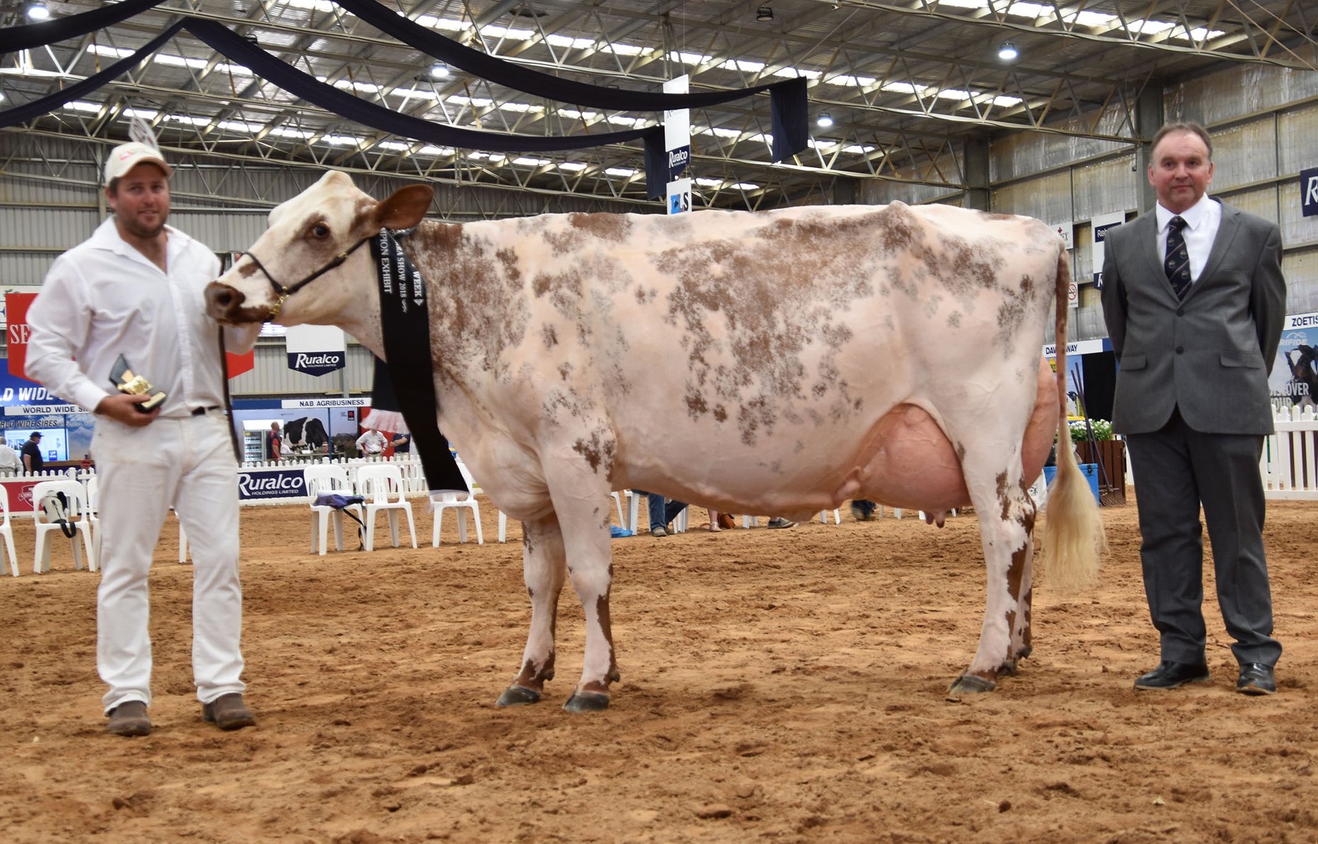 IDW 2018 Champion Cow