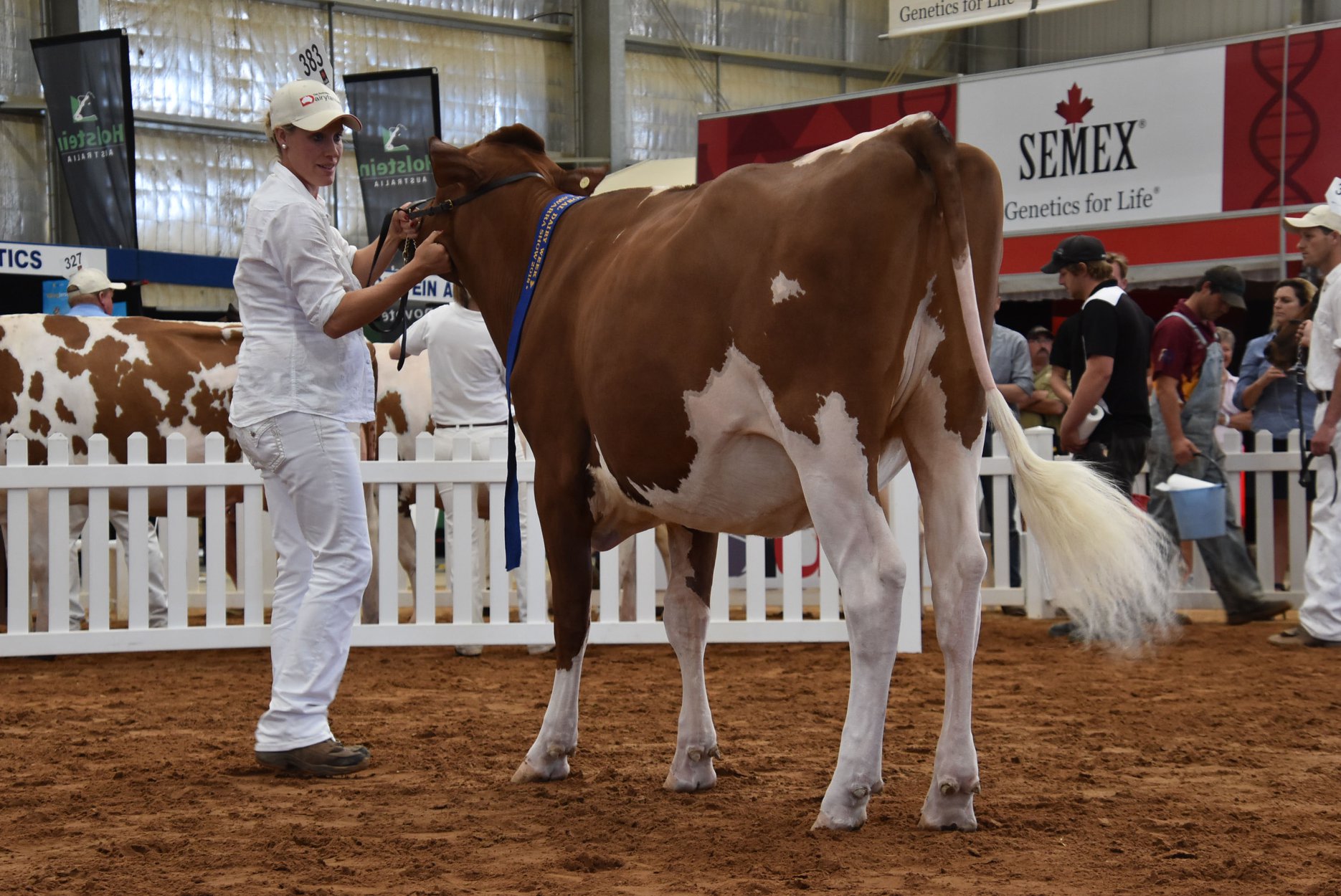 IDW 2018 Class 4 Champion Heifer