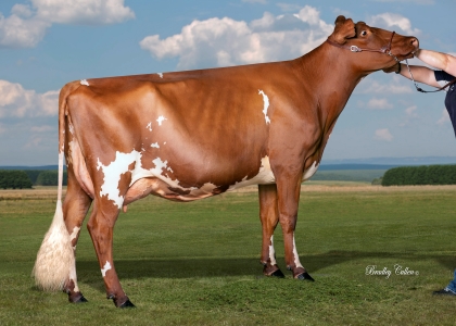 2019 Sydney Royal Intermediate Champion, Intermediate Udder