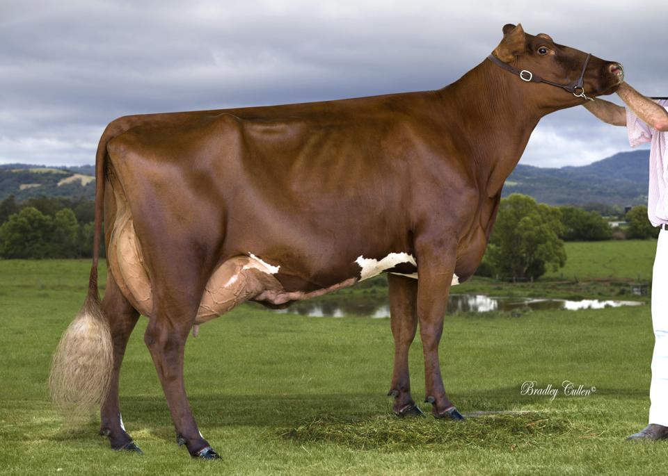 Kangawarra Stella 3713