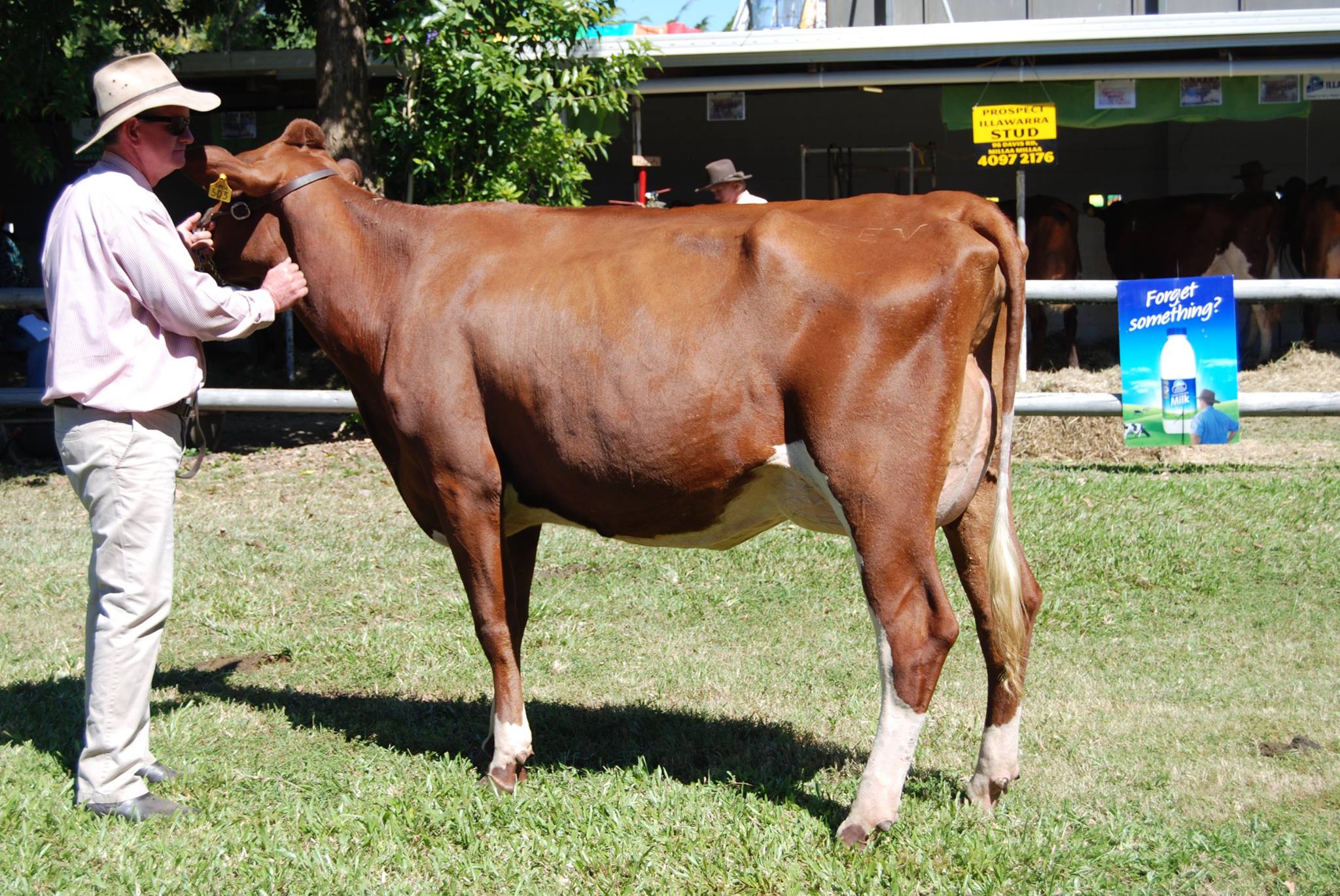 Malanda 17 Intermediate Champ