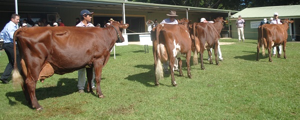 Maleny 19 Champ Cow lineup
