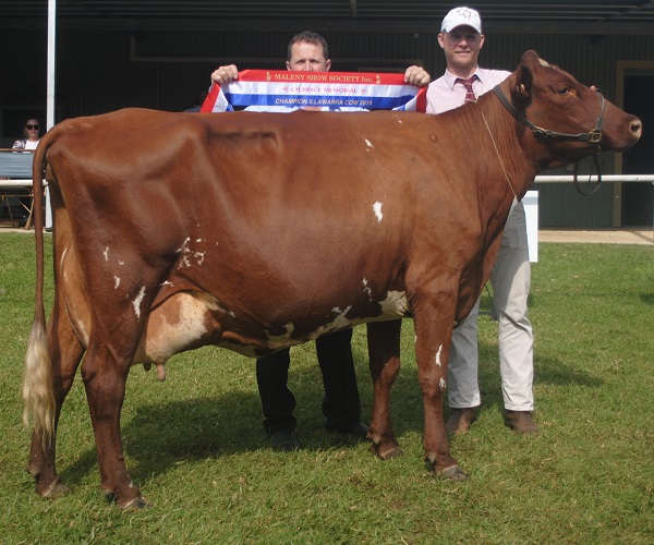 Maleny 19 Champ Cow