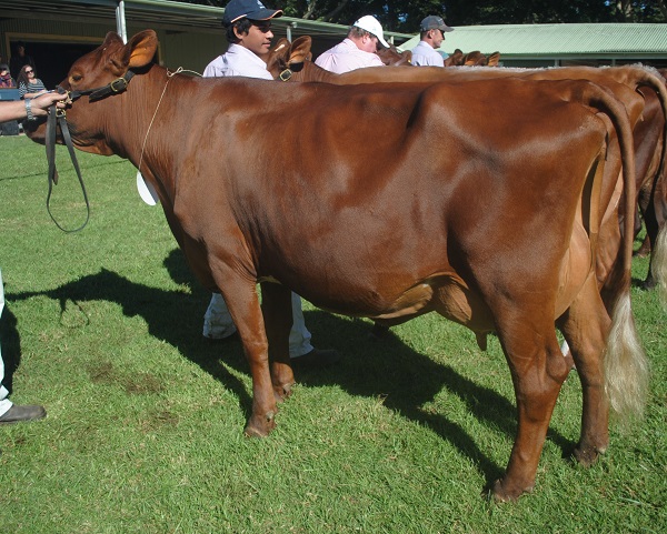 Maleny 19 Class 6