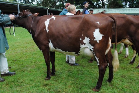Maleny 2013 Intermediate Champ