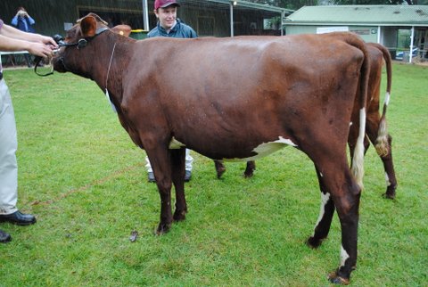 Maleny 2013 Juvenile Champ