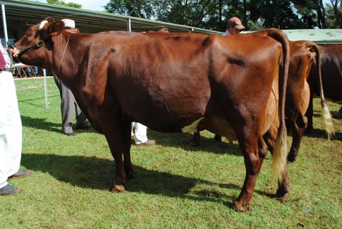 Maleny 2013 Senior Champ