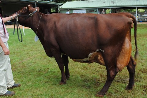 Maleny 2013 Snr Butterfat