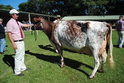 Maleny 2017 Champ Cow lr