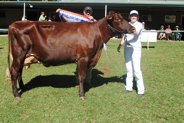 Maleny 2018 Champ Cow