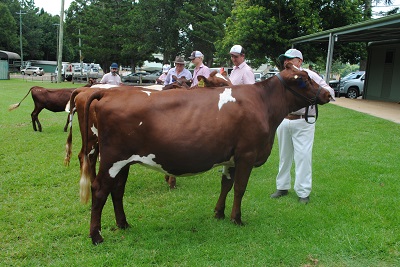 Maleny Calf Day 18 Snr Champ lr