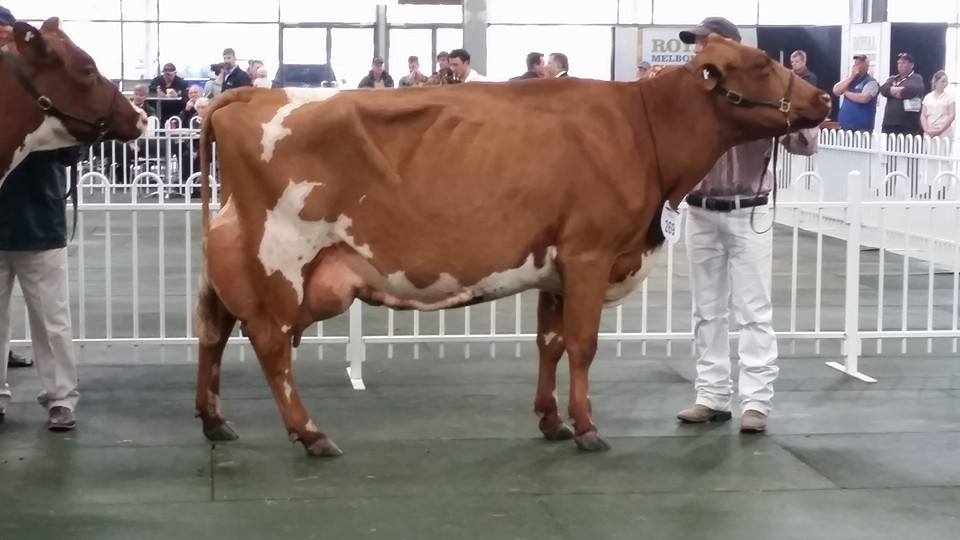 Melb 2014 Supreme Champion Illawarra Cow - Three Creeks Fanta