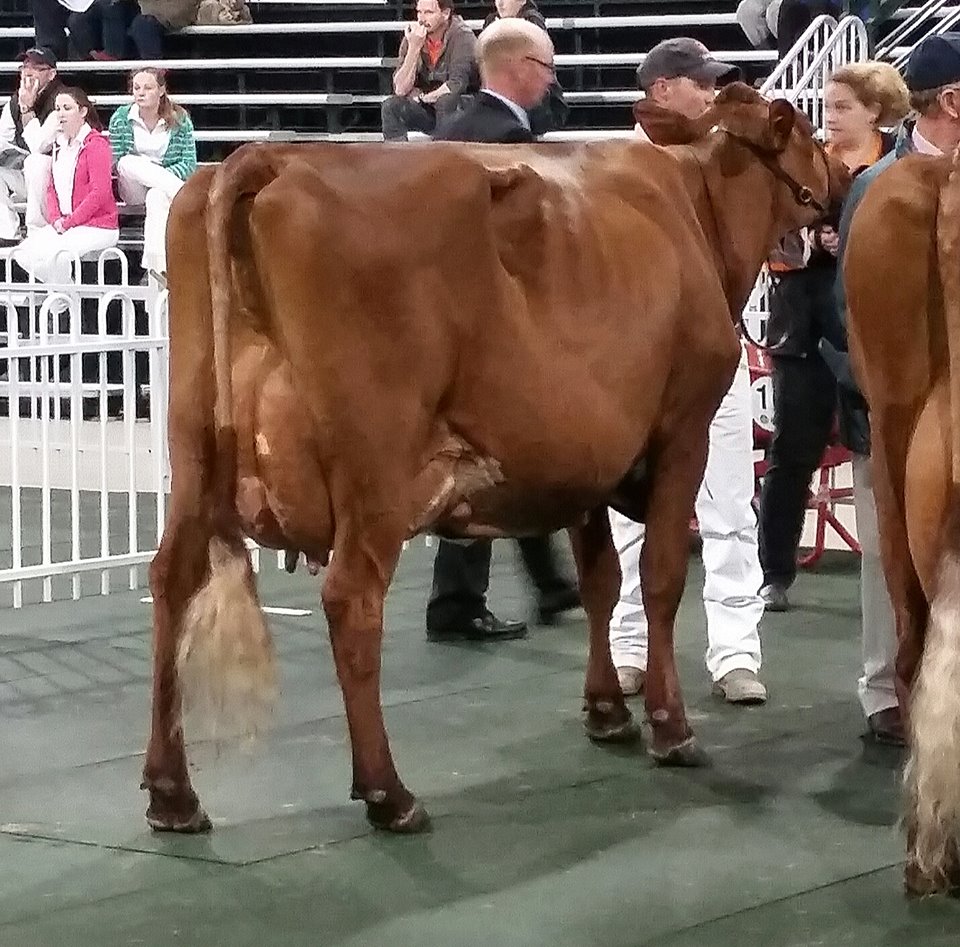 Melb 2014 Res Champ Llandovery Jabobs Verbene