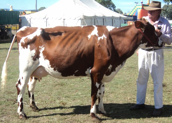 Mudgeeraba 2014 Champ Intermediate lr