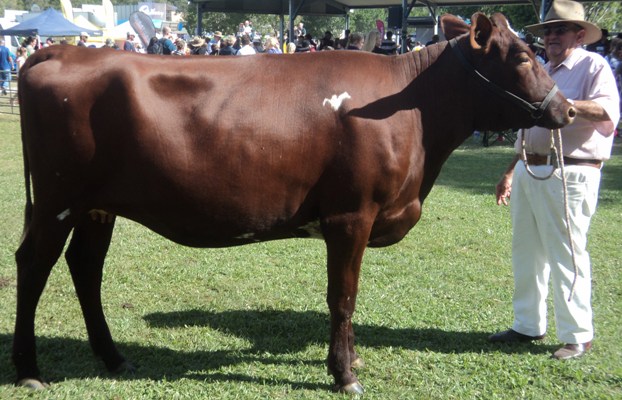 Mudgeeraba 2014 Champ Juvenile lr