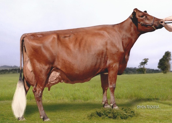 Myrtleholme Rose 212 lr