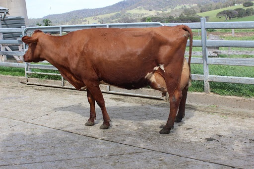 Sth Coast OFC 18 Res Champ Cow