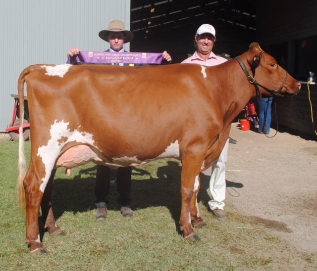 Nambour 18 Champ Cow