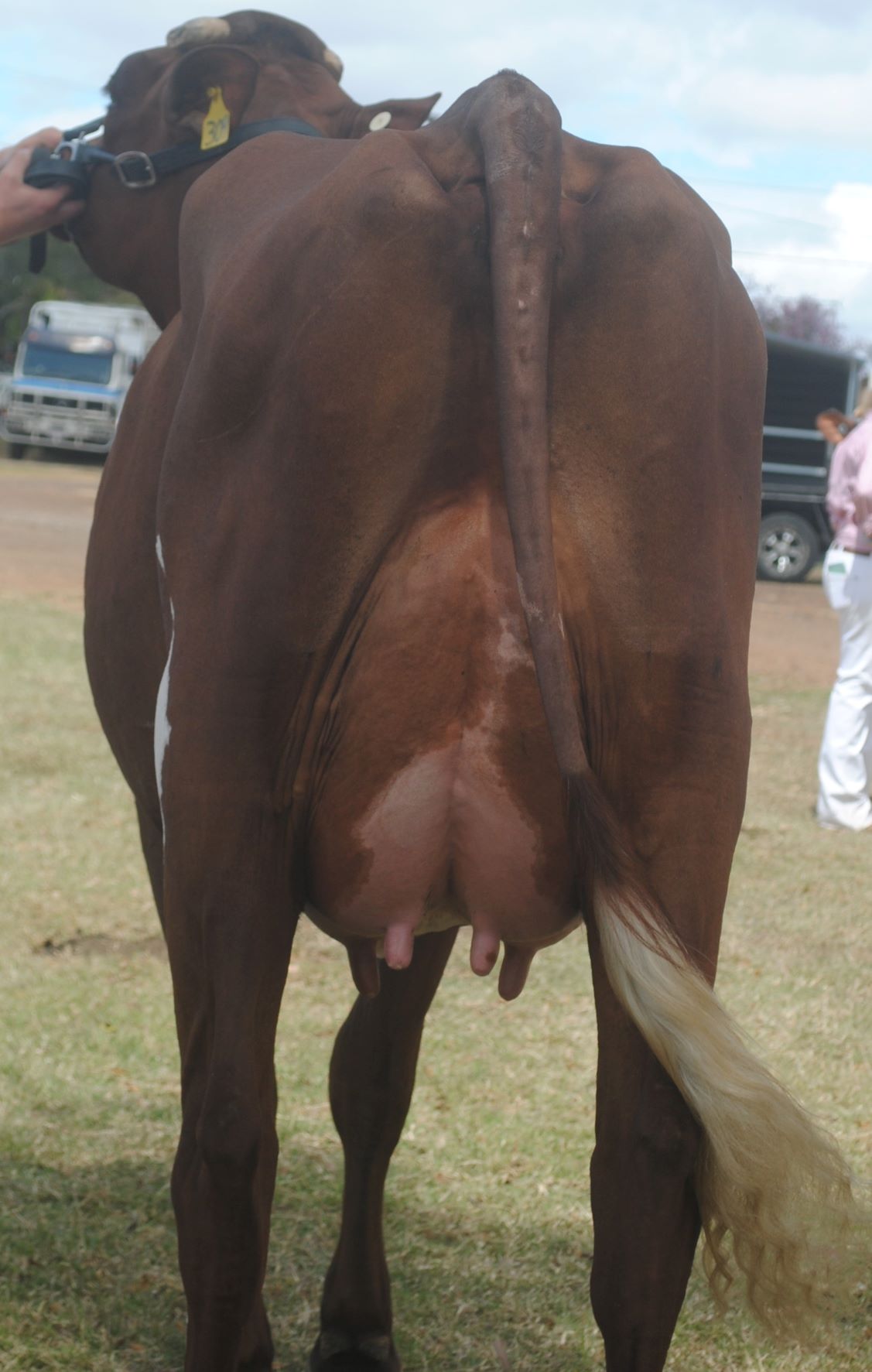 QISS Class 8 Intermediate Udder