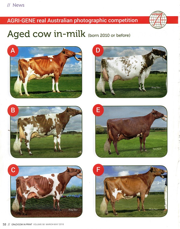 Real Aust Photo Comp 2017 Aged Cow