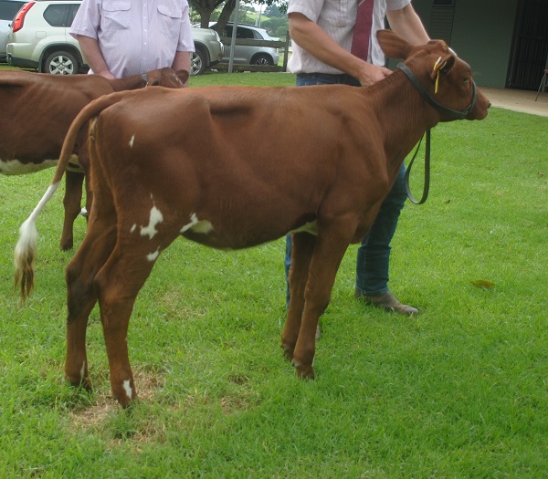 Maleny Calf 19 Class 1