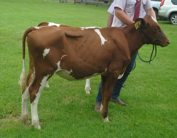 Maleny Calf 19 Class 2