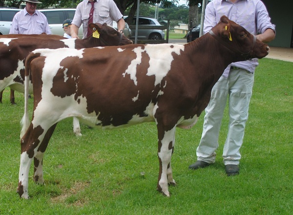 Maleny Calf 19 Class 4