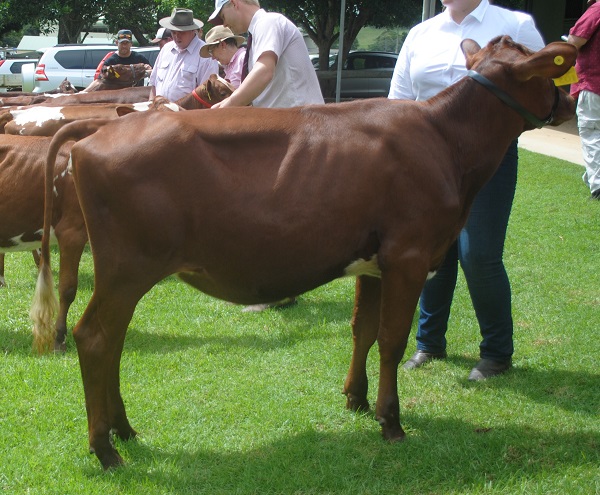 Maleny Calf 19 Class 5