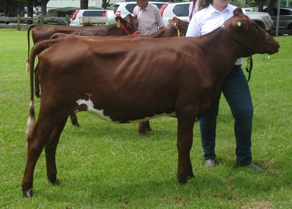 Maleny Calf 19 Class 7