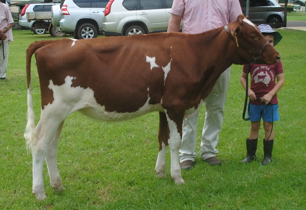 Maleny Calf 19 Jnr Champ