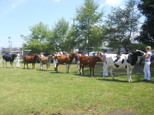 Berry Senior Heifer Final - lineup lr