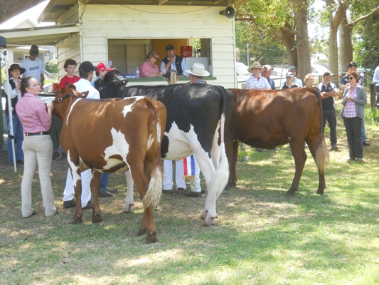 Senior Heifer champions lr
