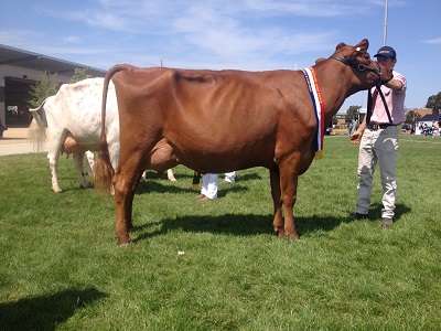 Shep 15 Champ Cow lr