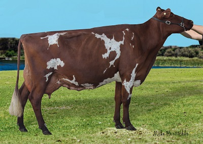 Shepparton Show 2017 Champ Cow lr