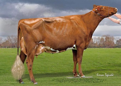 Shepparton Show 2017 Res Champ Cow lr