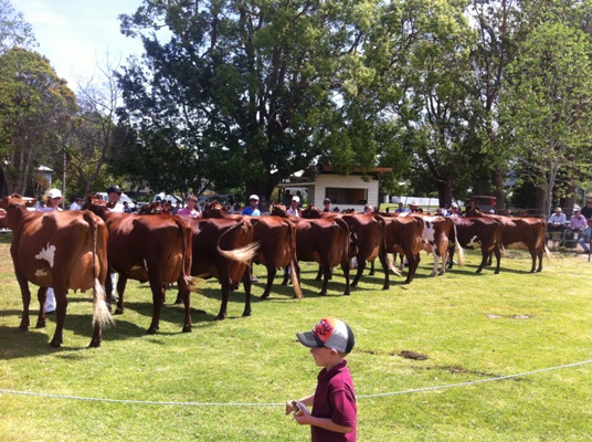 Spring Fair 2013 Champion Cow lineup lr