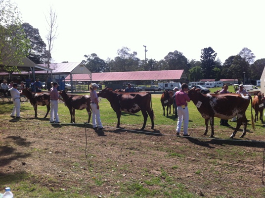 Spring Fair 2013 Jnr Championship class lr