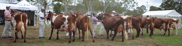 Toow 19 Class 12 Snr Best Udder lineup