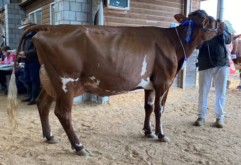 TS-Class-9-5yrs-U6yrs-in-milk---White-Park-Thelma-232.jpg
