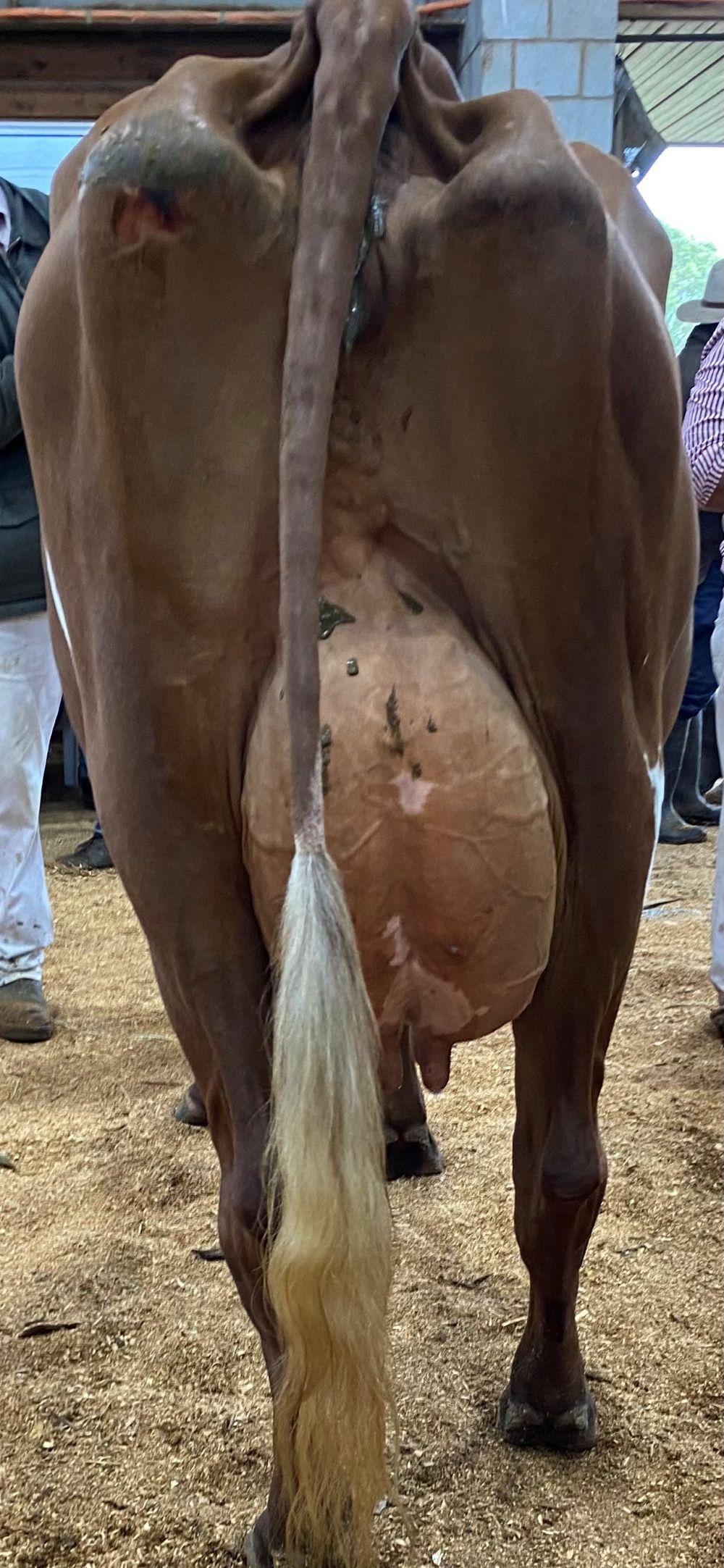 TS-Senior-Best-Udder-Attachment---White-Park-Thelma-232---M-G-Henry.jpg