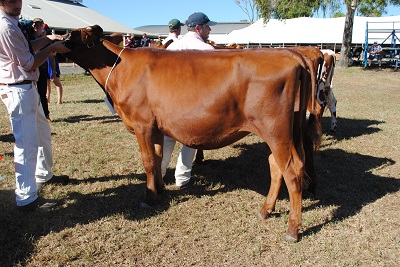 Toow 16 Juvenile Champ lr