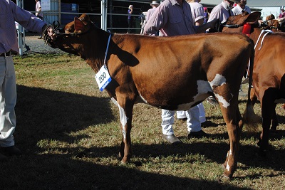 Toow 16 Juvenile Res Champ lr