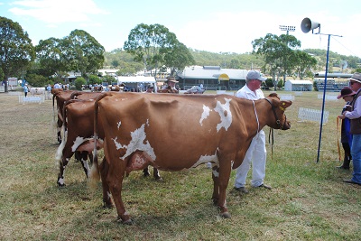 Toow 18 Class 12 Champ Cow