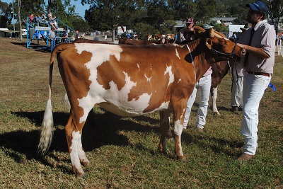 Toow 18 Class 3 Juv Champ