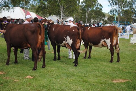 Toow Junior Champ Lineup