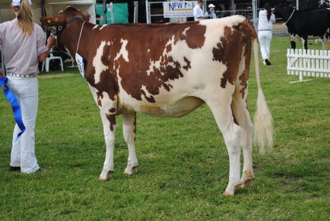 Toow Juvenile 2013