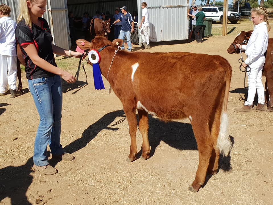 Vic Calf Day 18 Class 4 Jnr Champ
