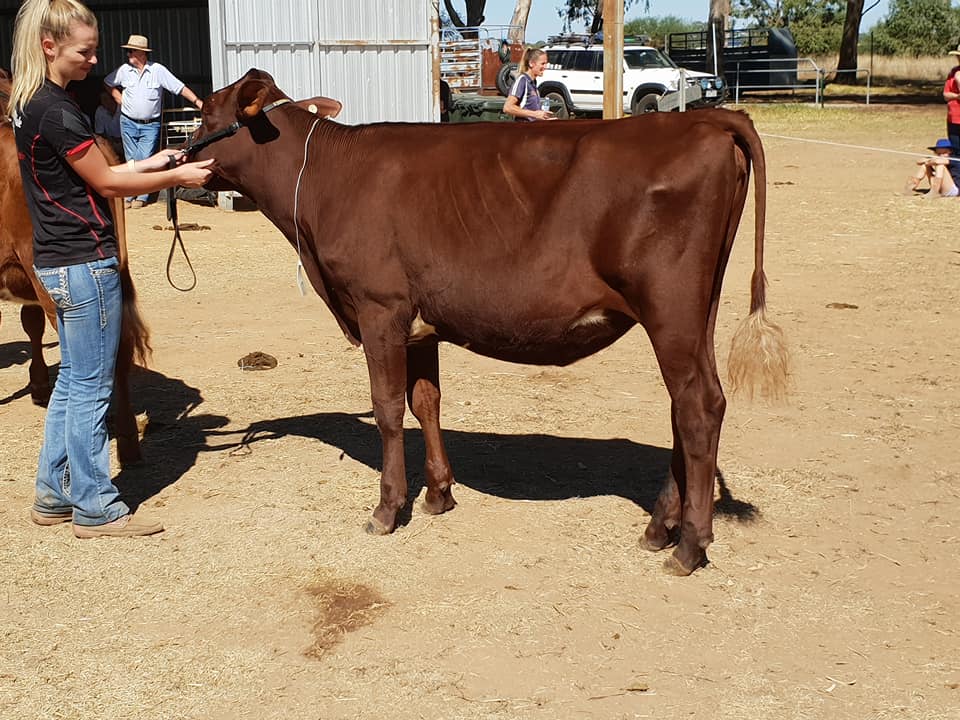 Vic Calf Day 18 Class 5 Snr Res Champ